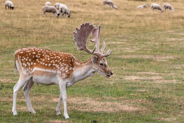 Daim Dama Dama Nourrissant Dans Prairie — Photo