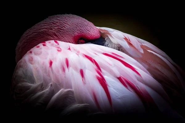 Flamingo Στο Πάρκο Oasis Στην Fuerteventura Ισπανία — Φωτογραφία Αρχείου