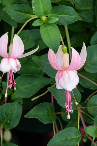 Fuchsiová Claudia Plném Květu — Stock fotografie