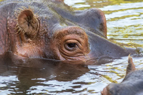 Hippopotamus in the water at the Oasis Park on Fuerteventura , Spain.