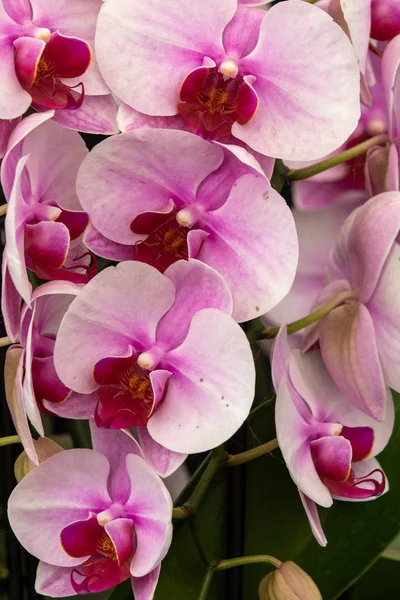 Orkidé Phalaenopsis Rosa Twilight Full Blom — Stockfoto