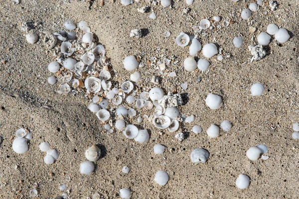 Areia Conchas Textura Fundo Encontrado Fuerteventura Espanha — Fotografia de Stock