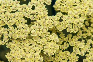 Achillea anthea tam çiçek