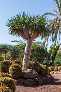 Botanik bahçesinde büyüyen kaktüs koleksiyonu