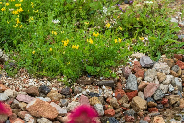 Een Mooie Rotstuin Met Bloemen Bloei — Stockfoto