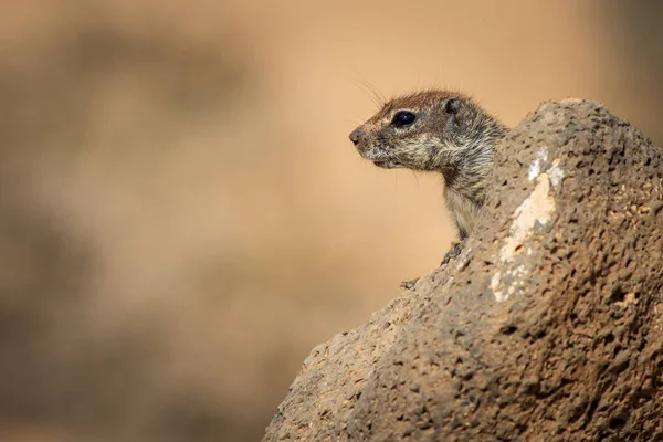 Scoiattolo Terra Barbaro Atlantoxerus Getulus Fuerteventura Spagna — Foto Stock