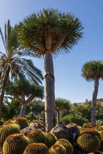 Collection Cactus Poussant Dans Jardin Botanique — Photo