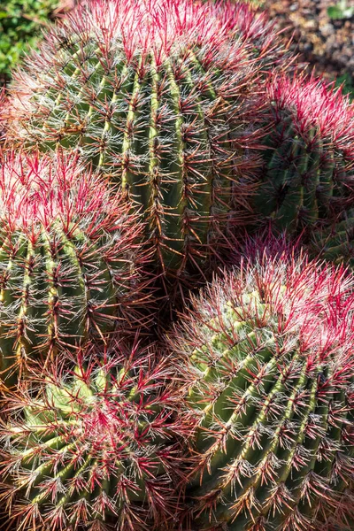 Colección Cactus Creciendo Jardín Botánico —  Fotos de Stock