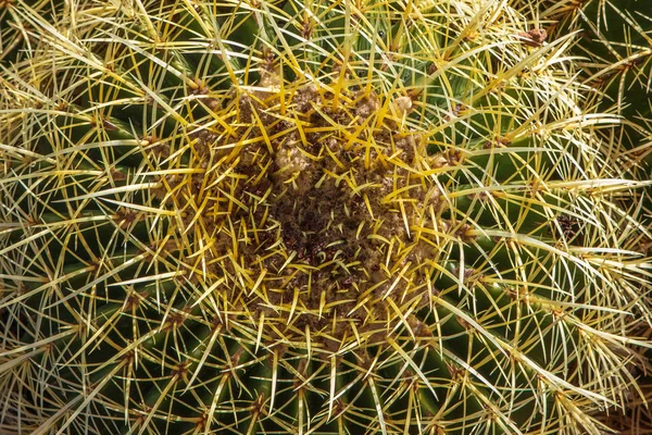 Kaktus Samling Växer Botanisk Trädgård — Stockfoto