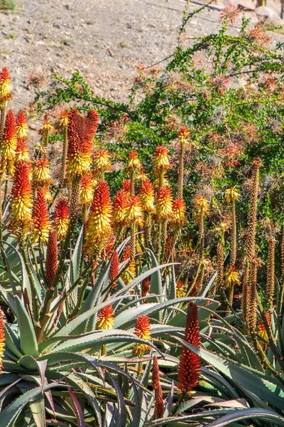 Kaktus Samling Växer Botanisk Trädgård — Stockfoto