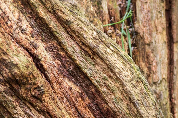 Çürüyen Ağaç Arkaplanı Dokusu Yakın Plan — Stok fotoğraf
