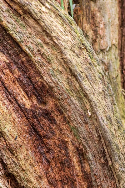 Гниющий Фон Дерева Текстура Крупным Планом — стоковое фото