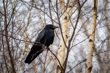 Ağaca tünemiş leş kargası (Corvus corone)