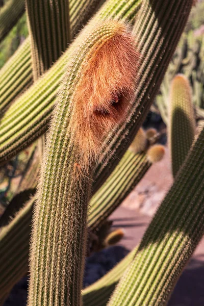 Kolekcja Kaktusów Rosnąca Ogrodzie Botanicznym — Zdjęcie stockowe