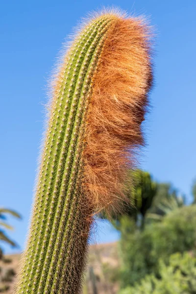 Kaktus Samling Växer Botanisk Trädgård — Stockfoto