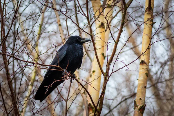 Aaskrähe Corvus Corone Hockt Einem Baum — Stockfoto