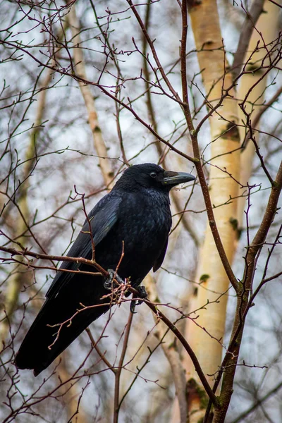 Kruk Corvus Corone Siedzący Drzewie — Zdjęcie stockowe