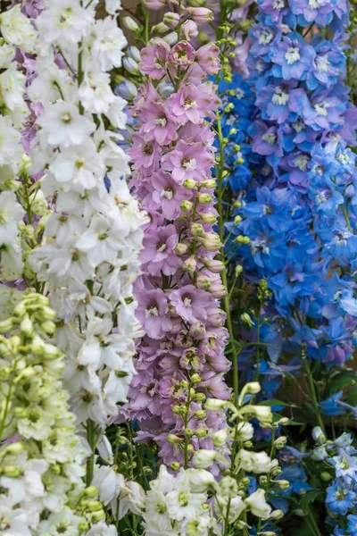 Tam Çiçek Close_Up Güzel Delphinium Çiçeklenir — Stok fotoğraf