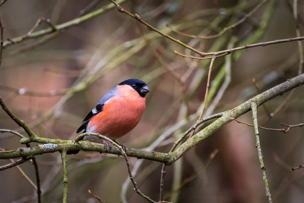 Bullfinch Euroasiático Pyrrhula Pyrrhula Encaramado Una Rama —  Fotos de Stock