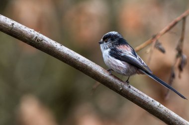 Uzun kuyruklu baştankara (bayağı uzunkuyruk) dal
