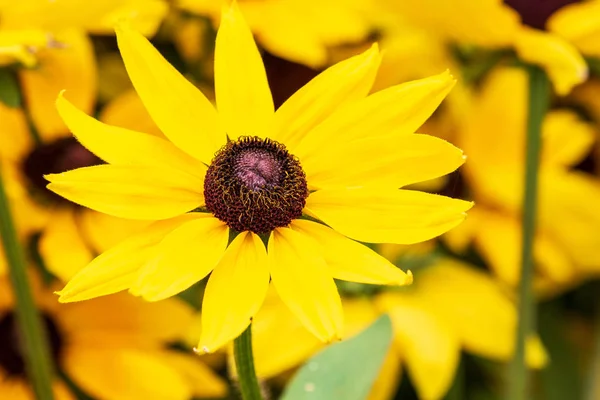 Rudebeckia Sofie Detail Plném Květu — Stock fotografie