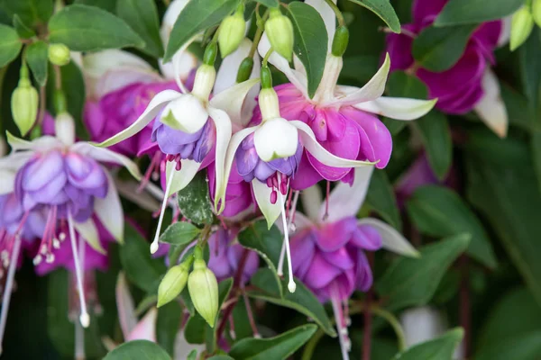 Fuchsia (Lillian Annette)) — 图库照片