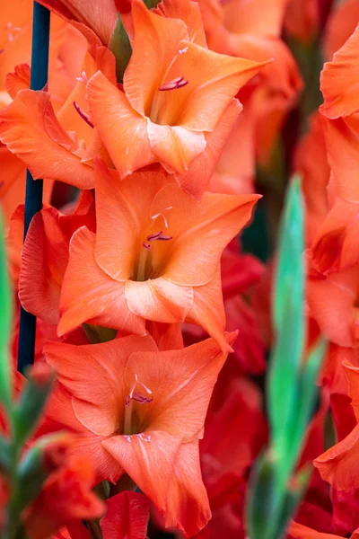 Gladiolen (luzifer)) — Stockfoto