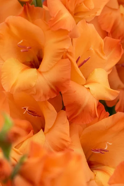 Gladiolus (prins av orange) — Stockfoto