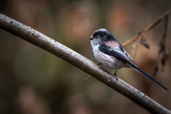 Mésange à longue queue (Aegithalos caudatus ) — Photo