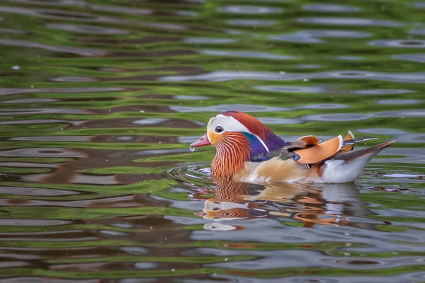 Mandarijn-eend — Stockfoto