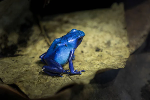 Blue frog — Stock Photo, Image