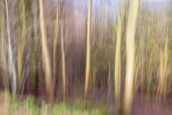 Abstrakter Unschärfewald — Stockfoto