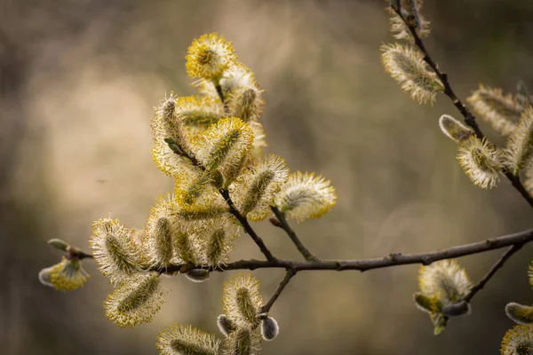 Pussy Willow — Stock fotografie