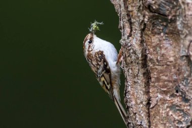 Ağaç Bekçisi (Certhia familiaris)