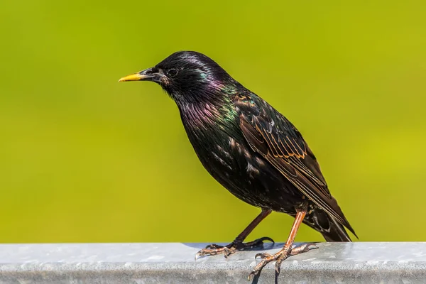 Starling Sturnus vulgaris — 图库照片