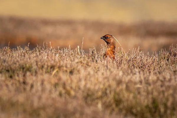 Grouse vermelha (lagopus lagopus ) — Fotografia de Stock