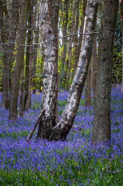 Bluebell (Hyacinthoides olmayan betik) 