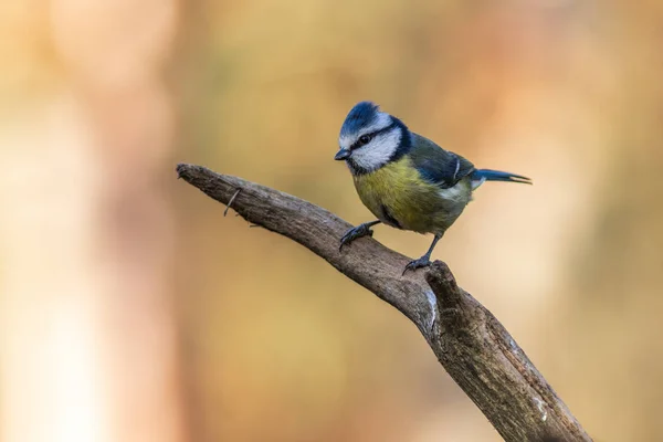 Teta azul (Cyanistes caeruleus ) —  Fotos de Stock