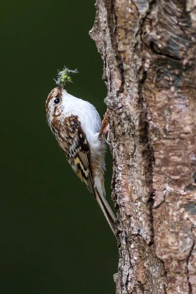 La rainette crucifère (Certhia familiaris) — Photo