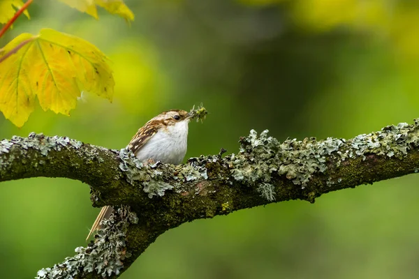 La rainette crucifère (Certhia familiaris) — Photo