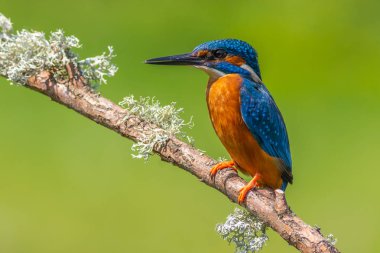 Kingfisher (Alcedo burada)