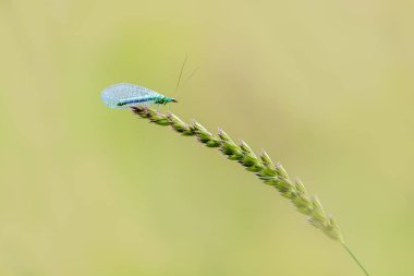 Lacewing (Chrysopidae)