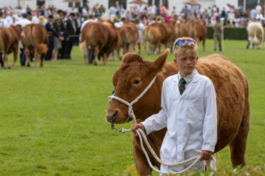 Büyük Yorkshire Show 'da inek jürisi.