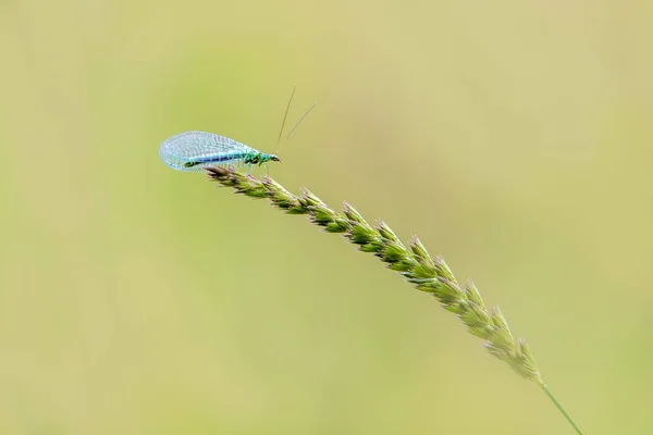Lacewing (Chrysopidae) — 图库照片