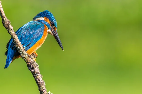 Kingfisher (Alcedo burada) — Stok fotoğraf