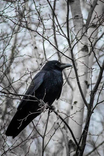 Carrion crow (Corvus corone) — Stock Photo, Image