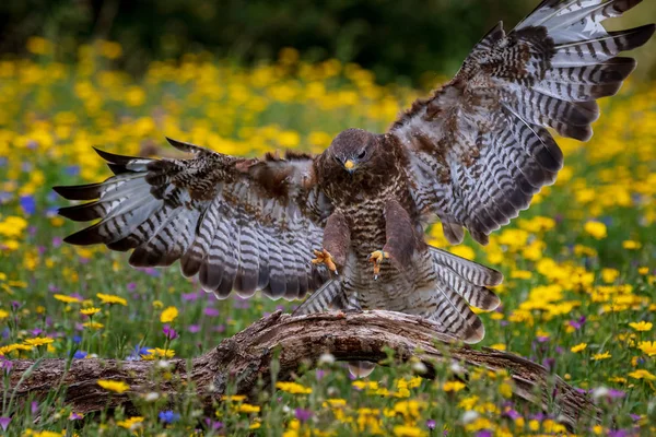 Buizerd (Buteo buteo)) — Stockfoto