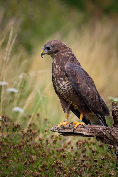 Buizerd (Buteo buteo)) — Stockfoto