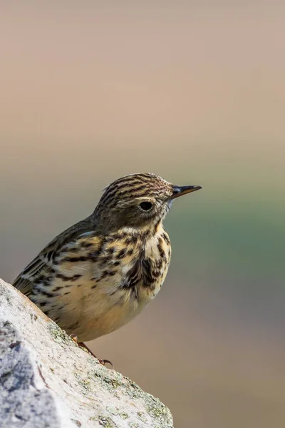 Meadow Pipit — Stock Photo, Image