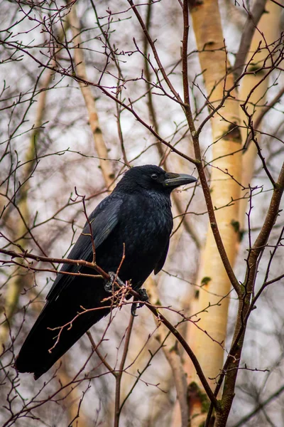 Aaskrähe (Corvus corone)) — Stockfoto